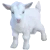 🐏