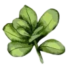 🌿