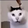 🐱