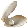 🐚