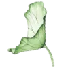🌱