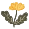 🌼