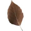 🍂