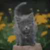 🐈