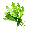 🥬