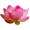 🌸