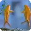 💃