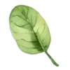 🍃