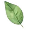 🍃