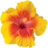 🌼
