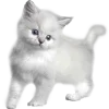 🐈