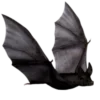 🦇
