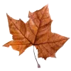 🍁