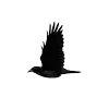 🐦‍⬛