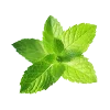 🥬