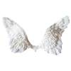 🪽