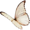 🦋