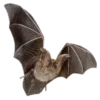 🦇