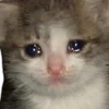 🐱