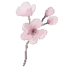 🌸