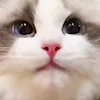 👅