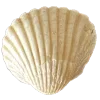 🐚