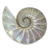 🐚