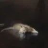 🐈