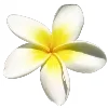 🌼