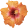 🌺