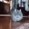 😼
