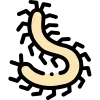 🪲