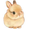 🐰