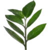 🍃