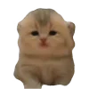 🐈