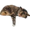 😴