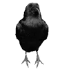 🐦‍⬛