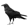 🐦‍⬛
