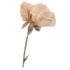 🌾