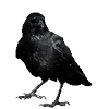 🐦‍⬛