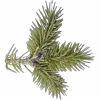 🌲