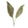 🌱