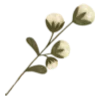 🌾