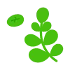 🌿