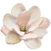 🌸