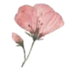 🌷