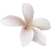 🌸