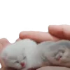 🐈