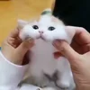 🐈‍⬛