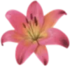 🌺